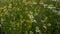 Field of white petals Marguerite daisy in fallen season