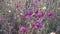 Field with white and pink cosmos flowers sway on the wind