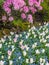 Field of white and pink tulips under pink rhododendrons