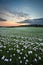 Field of white poppies at sunset