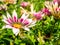 Field with white and purple Gazania rigens flowers