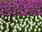 A field of white and purple tulips blooming in early spring