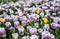 Field of white-purple tulips with few yellow flowers, blurry background