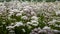 Field of white queen anns lace in summer