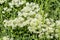 Field white small flowers. Spring flowering meadows.