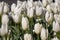 Field of white Tulip / Tulipa flowers in the spring