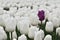 Field of white tulips and one purple tulip