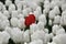 Field of white tulips and one red tulip in Lelystad, the Netherlands