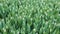 Field of white tulips with unopened buds. Aesthetics of white tulips