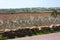 Field of white wild flower species of purple wild fennel or glasswort ramosissima salicornia in balearic island