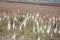 Field of white wild flower species of purple wild fennel or glasswort ramosissima salicornia in balearic island