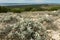 Field of wild aromatic sage, thyme, rosemary plant on island of Pag in Croatia