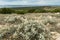 Field of wild aromatic sage, thyme, rosemary plant on island of Pag in Croatia