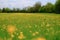 Field of wild Buttercup flowers seen in a large meadow in summertime.