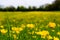 Field of wild buttercups seen on a summertime meadow in England.