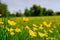 Field of wild buttercups seen on a summertime meadow in England.