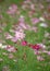 Field of wild cosmos flowers