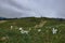 Field of wild daffodils on the mountain Stolovi