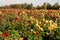 Field of wild dahlia`s on a farm