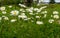 Field of Wild Daisies along the coast of Maine