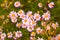 Field of wild daisies flowers. Digital signal glitch effect rgb shift, slices. Screen error