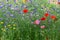 Field of wild flowers with lots of colors in garden in belgium