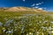 Field with wild flowers and mountains on the background.