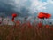 Field wild flowers poppies against a cloudy sky.