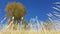 Field of wild grass, Bran-Moeciu, Romania