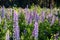 The field of wild multicolored lupinus flowers.Violet purple lupin in meadow. Colorful bunch of summer Blooming flowers