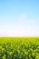 Field of Wild Mustard Flowers