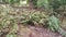 Field of the wild nephrolepis biserrata schott fern leaves