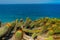 Field of wild plants on sunny day with cactus and beach in background