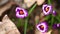 Field of wild purple crocuses close up at sunset. Beauty of wildgrowing spring flowers crocus