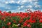 A field of wild red poppies