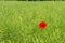 Field with wild red poppies flowers, countryside