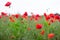 Field with wild red poppies flowers, countryside