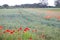 Field with wild red poppies flowers, countryside