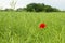 Field with wild red poppies flowers, countryside