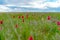 Field of wild red and yellow tulips in spring steppe