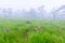 A field of wild Siam tulips blossoms in Pa Hin Ngam National Park, Chaiyaphum province Thailand