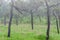 A field of wild Siam tulips blossoms in Pa Hin Ngam National Park, Chaiyaphum province Thailand