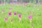 A field of wild Siam tulips blossoms in Pa Hin Ngam National Park, Chaiyaphum province Thailand