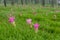 A field of wild Siam tulips blossoms in Pa Hin Ngam National Park, Chaiyaphum province Thailand