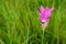 A field of wild Siam tulips blossoms in Pa Hin Ngam National Park, Chaiyaphum province Thailand