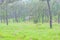 A field of wild Siam tulips blossoms in Pa Hin Ngam National Park, Chaiyaphum province Thailand