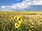 Field of wild sunflowers against a cloudy blue sky