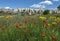 A field of wild Turkish red poppies at Goreme in Turkey.