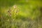 Field of wild violet flowers in the grass in the sun. Spring time, summertime, ecology, rural natural life, authenticity, cottage