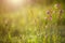 Field of wild violet flowers in the grass in the sun. Spring time, summertime, ecology, rural natural life, authenticity, cottage